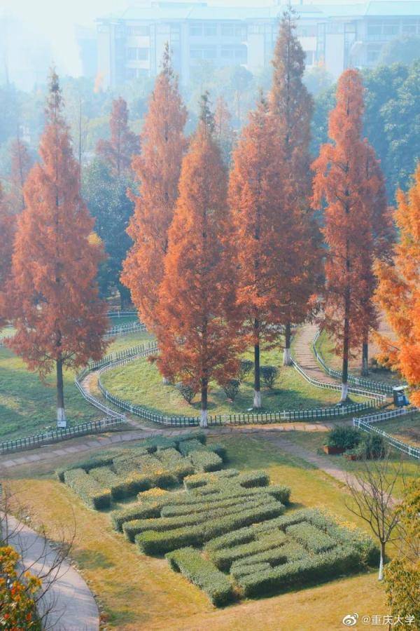 秋景大|高校秋景大赏丨想在春天种下一片色彩 在秋天送给你