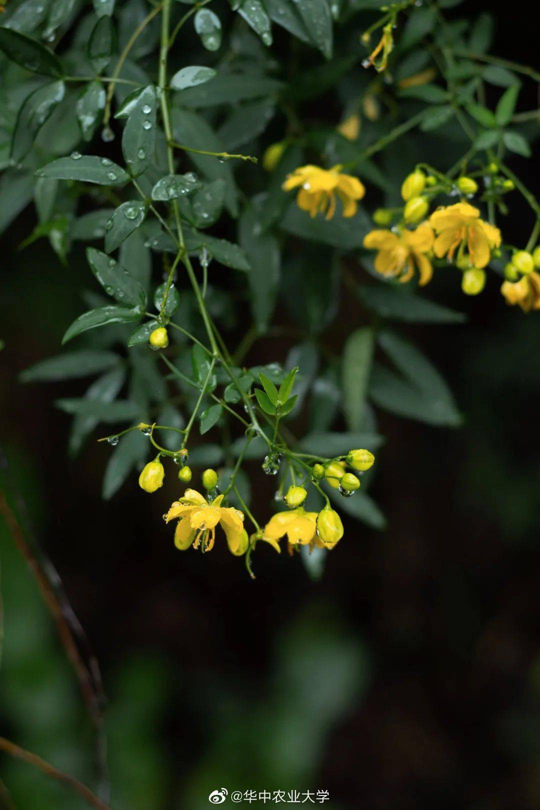 官宣|高校“官宣”秋景来了，有你的校园记忆吗？