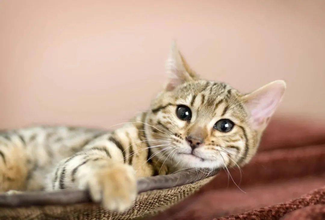 怎么看小猫 5a35364434494313b63228ee8e4919eb.jpeg