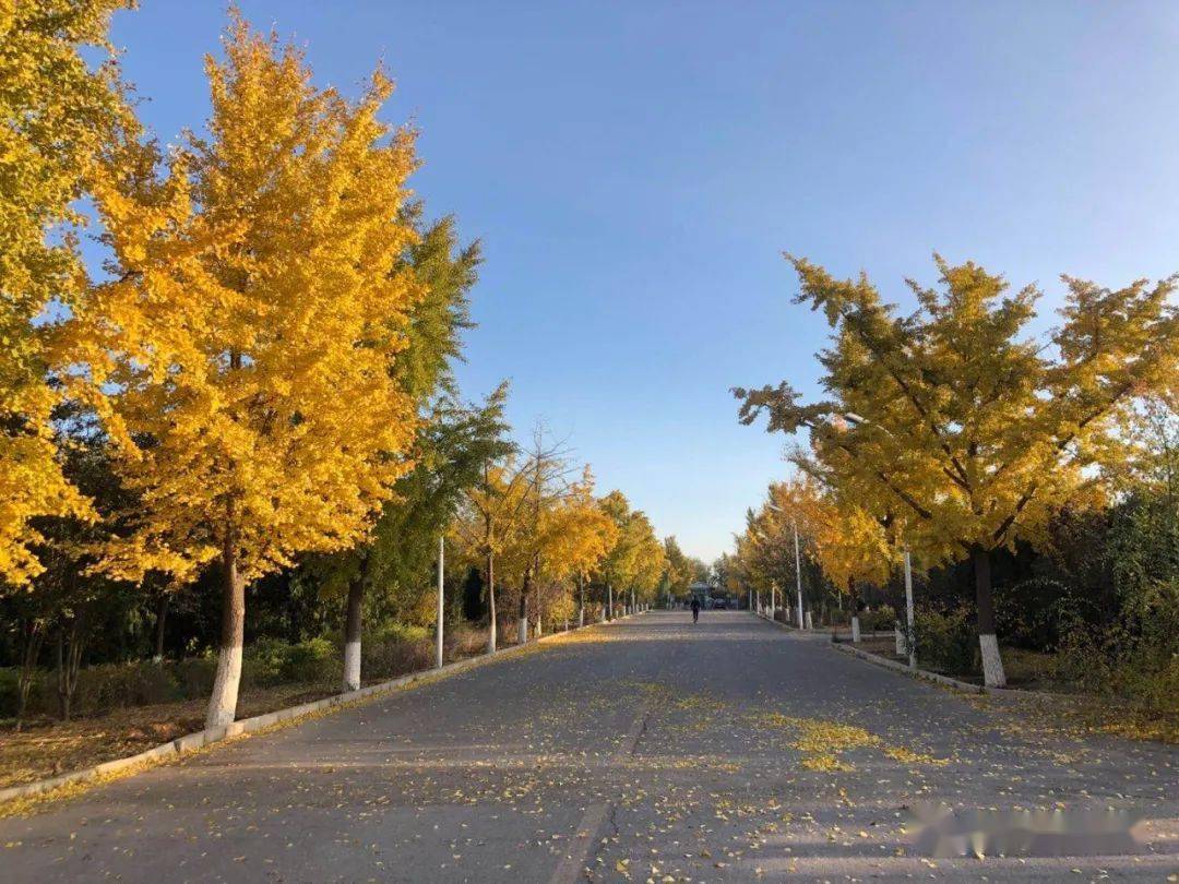 kaiyun体育app官网下载：
绿堤公园今日开放 宛平后花园最美的秋天已来到 一起来浏览美景吧……(图1)