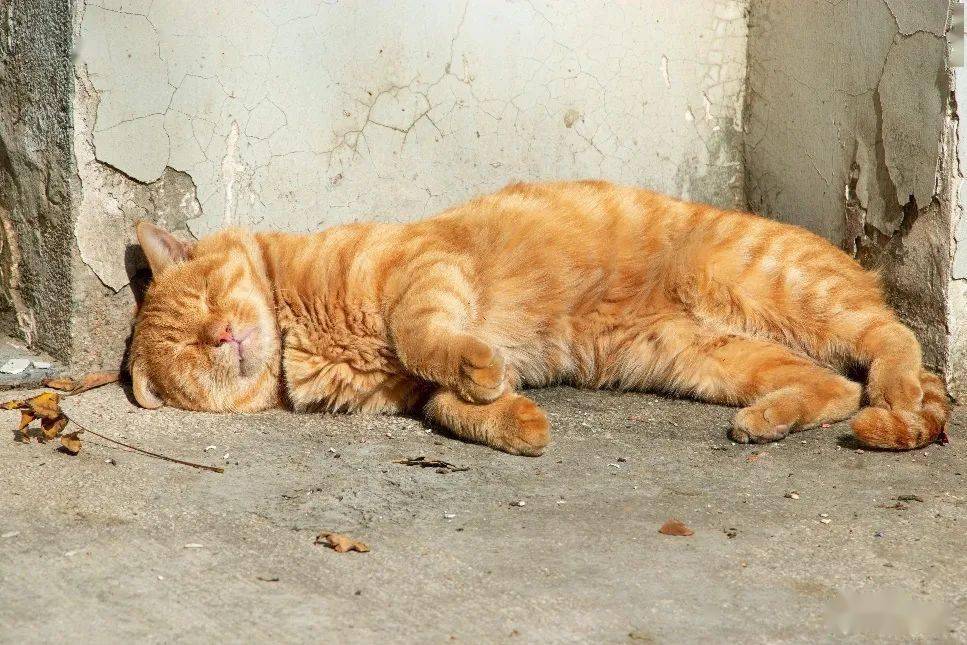 官宣|高校“官宣”秋景来了，有你的校园记忆吗？