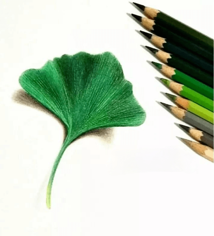 秋季的银杏叶 | 彩铅手绘立体画教程