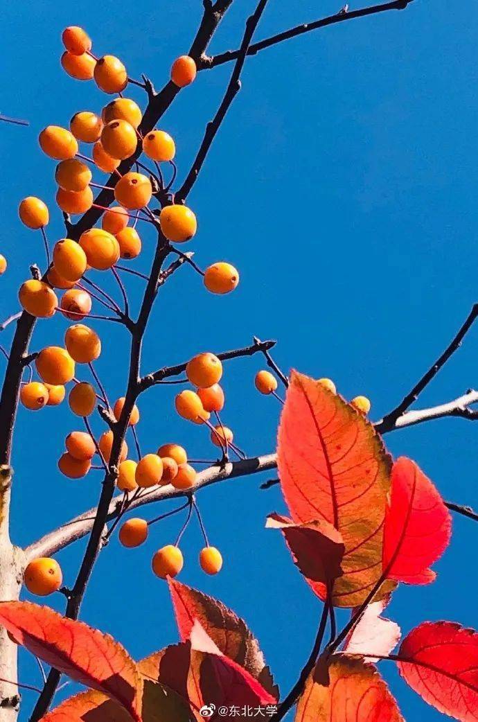 官宣|高校“官宣”秋景来了，有你的校园记忆吗？