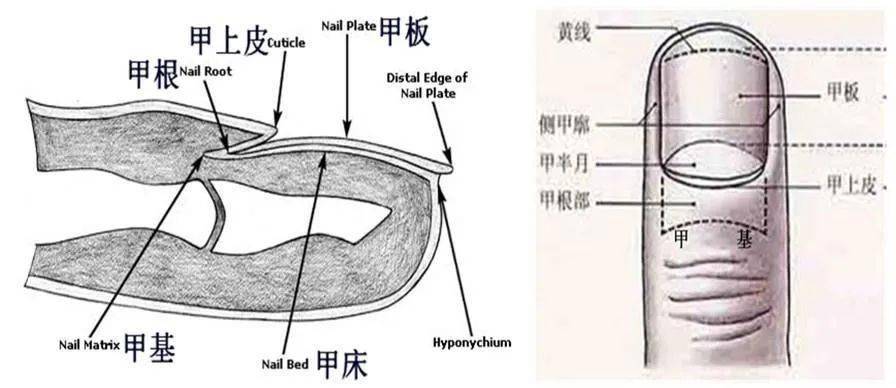 指甲是从皮肤下的甲床上生长出来的,在生长过程中,甲床不断产生新细胞