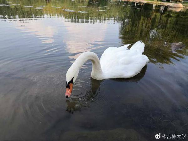 秋景|惊艳！高校官宣秋景来了，有你的母校吗？