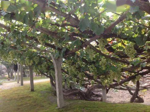 宣化庭院漏斗架式葡萄栽培模式