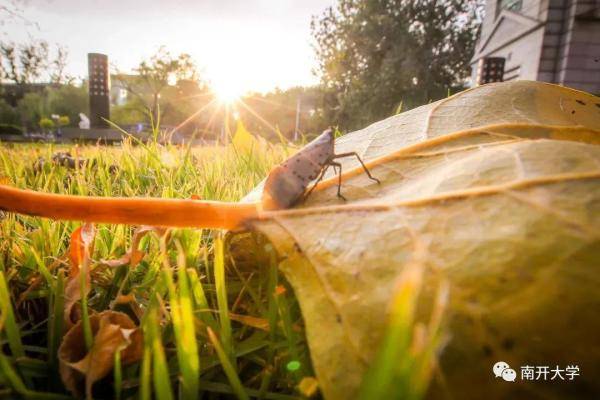 秋景|惊艳！高校官宣秋景来了，有你的母校吗？