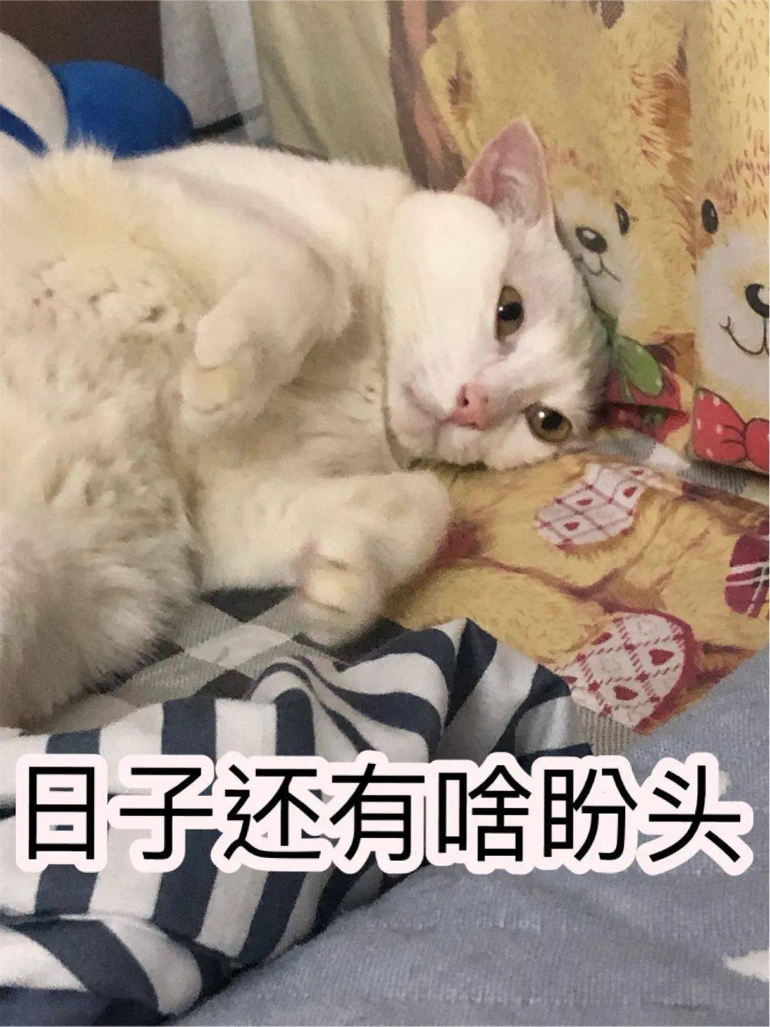 熙熙活动丨猫咪美图盛宴之方舟征图赛入围作品