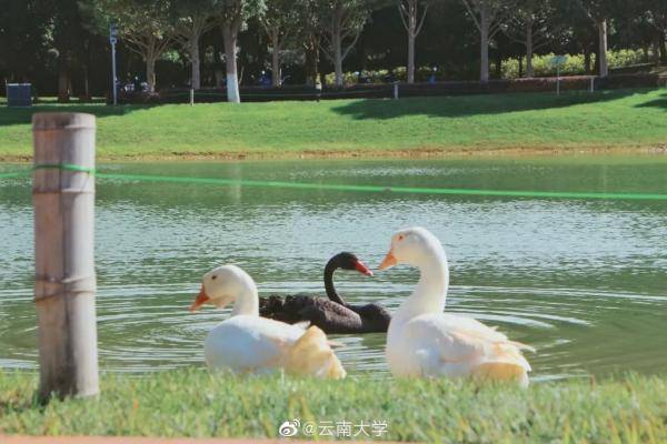 秋景|惊艳！高校官宣秋景来了，有你的母校吗？