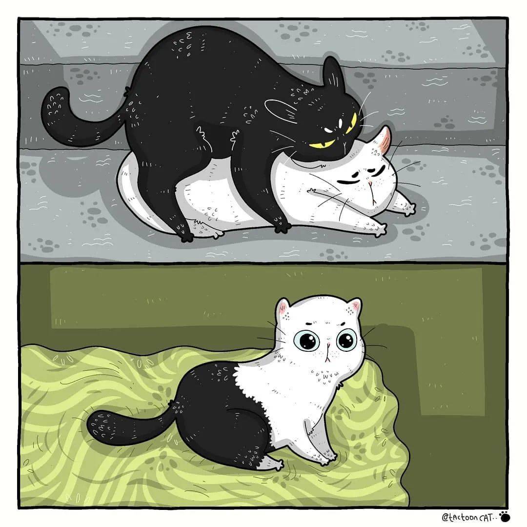 猫咪迷惑行为大赏,也太好笑了吧哈哈哈哈哈哈