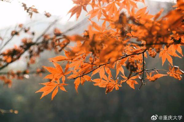 秋景|惊艳！高校官宣秋景来了，有你的母校吗？