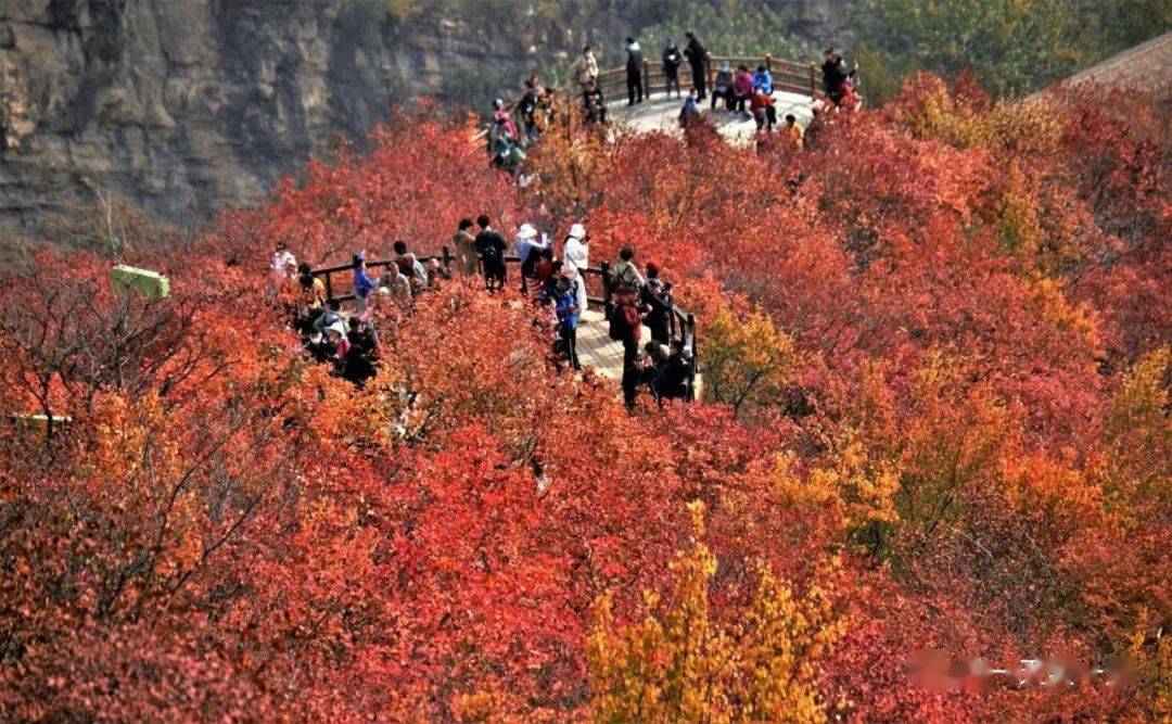 半壁红的坡峰岭_红叶