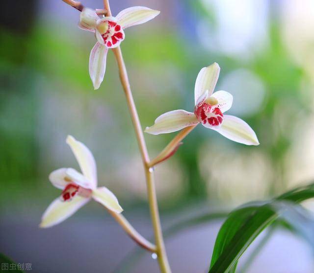 什么花好养不容易长虫 bcb221891809467ba6ecc2712081cfb2.jpeg