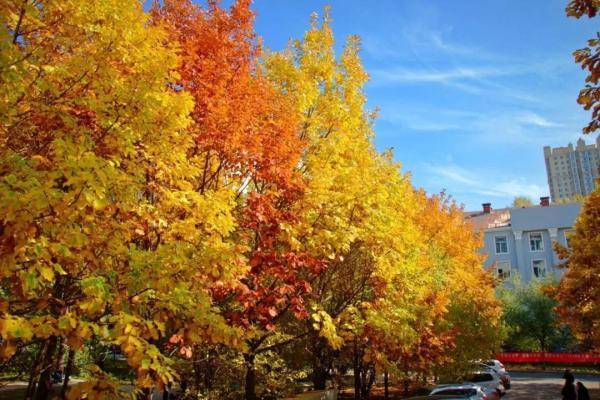 秋景|惊艳！高校官宣秋景来了，有你的母校吗？