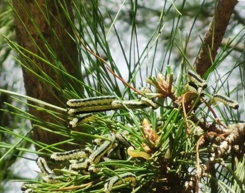 松叶蜂幼虫松叶蜂,属膜翅目,是危害松树的新"劲敌,具传播快,控制难等