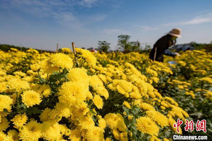 江西新余新兴“金”色产业：皇菊采摘加工忙