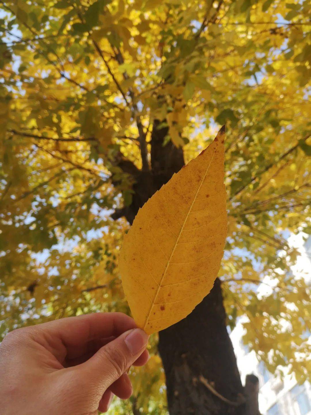 拾起一片落叶感受聊城二中的秋天