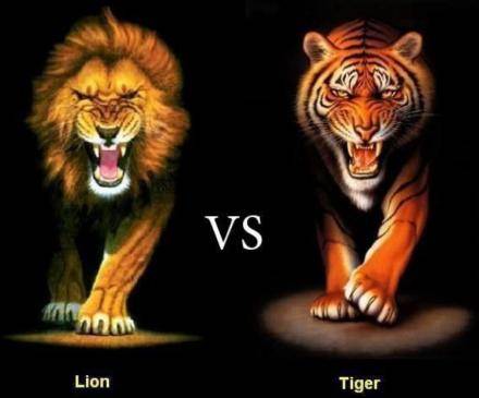 狮子vs老虎:谁才是真正的百兽之王?_手机搜狐网