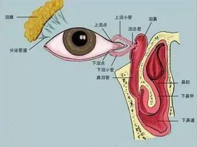 性分泌物,家长就可用 食指指腹按在宝宝的鼻根及眼睛的内眦中间的部位
