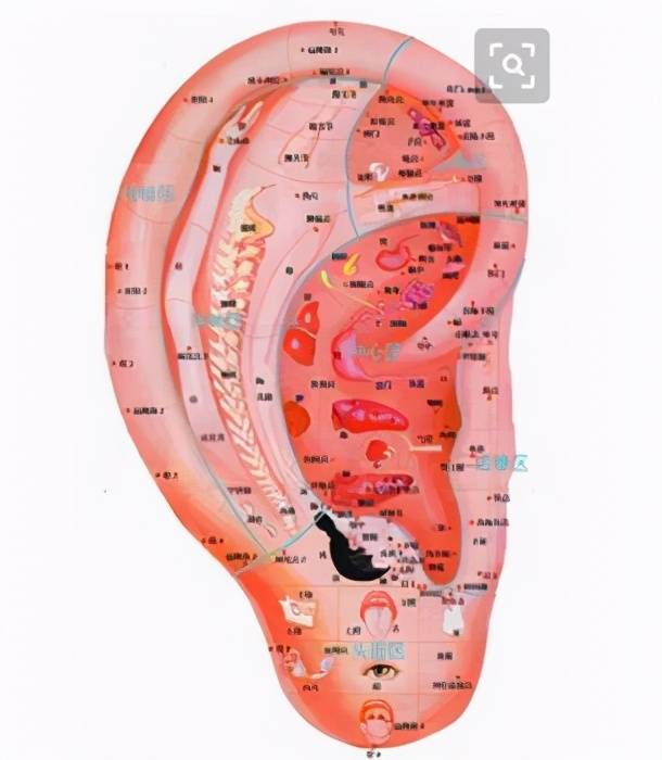 观耳诊病:发现内脏病变,耳朵是高能的"投屏器"