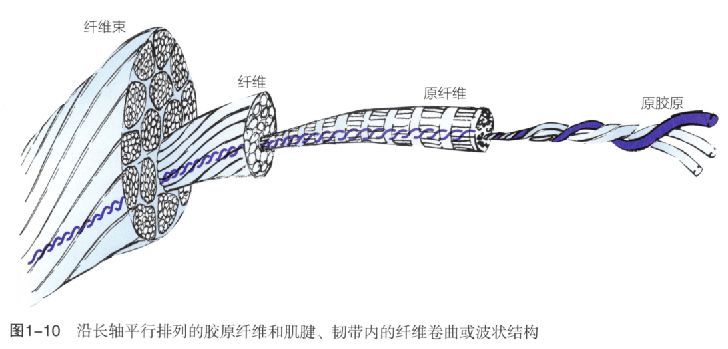 我们来看一下,这是原胶原原纤维形成纤维束,你会发现它是波浪状的