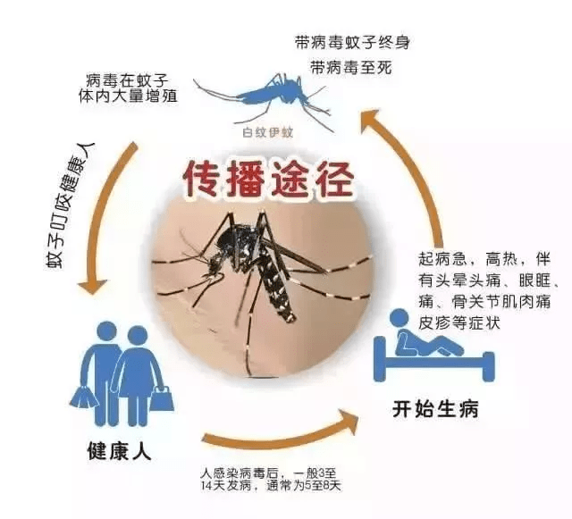 登革热的症状