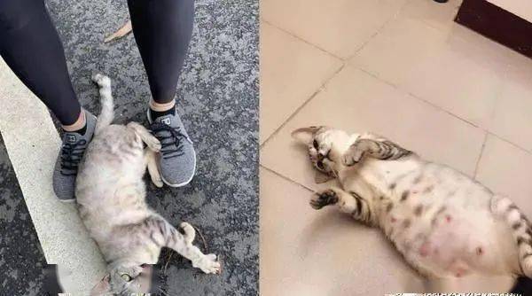 流浪猫脚边撒娇求关爱,她心疼收编,结果收获意外惊喜!
