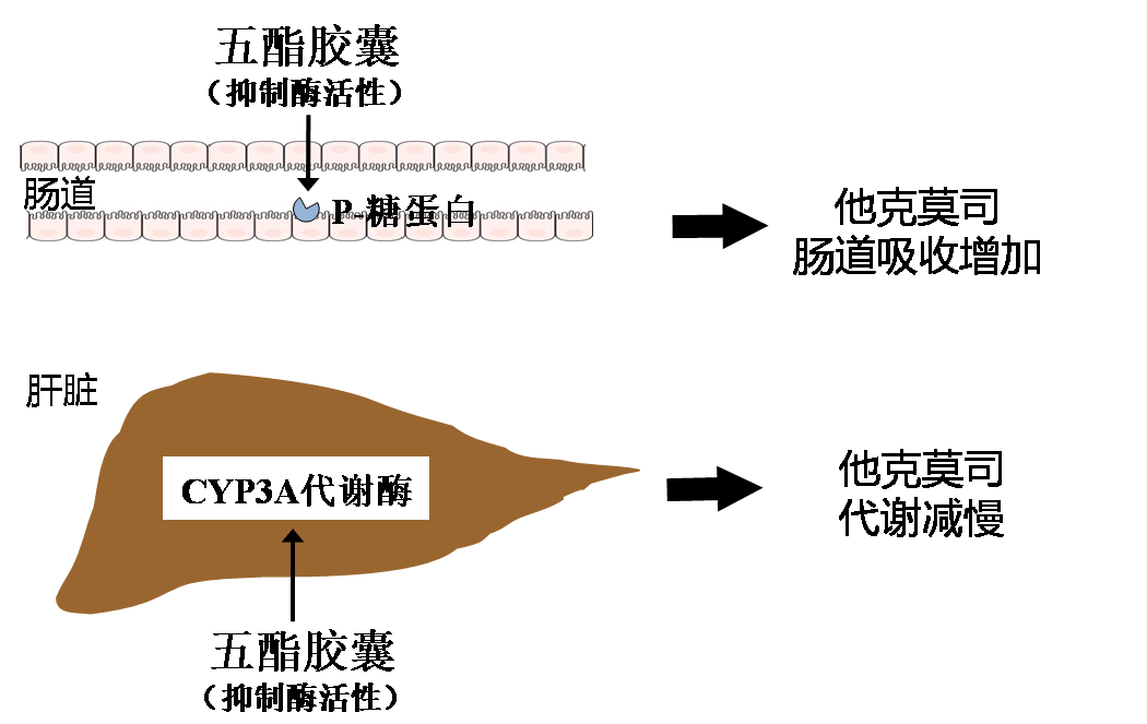 五酯胶囊能与他克莫司同时服用吗?