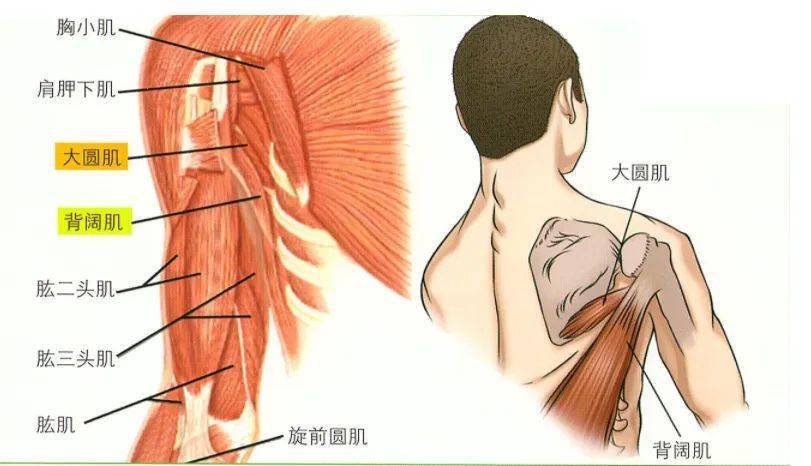 肉毒毒素上肢肌肉注射技巧(上)!