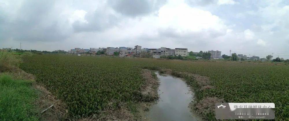 黄永福摄那桐镇那桐社区福翁屯村民 何广前告诉记者,改造后的福翁湖