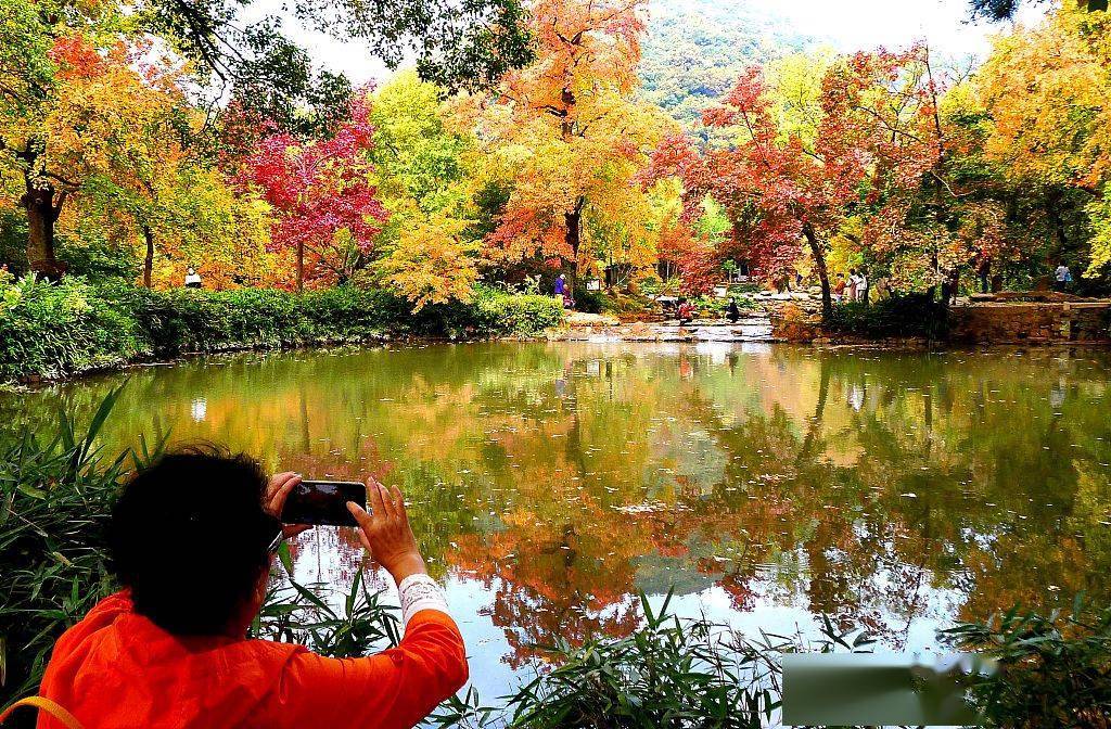 在苏州天平山景区,一名游客被枫叶绯红美景吸引.(来源:视觉中国)