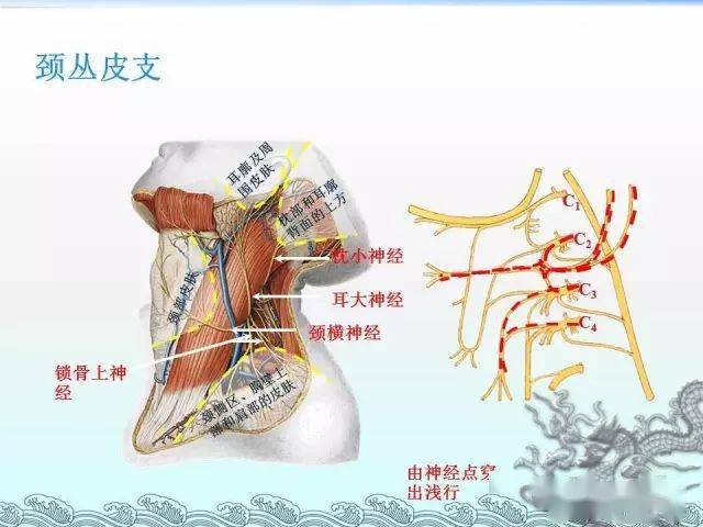 神经彩色图谱,一文记住颈丛,臂丛,腰丛,骶丛,胸神经