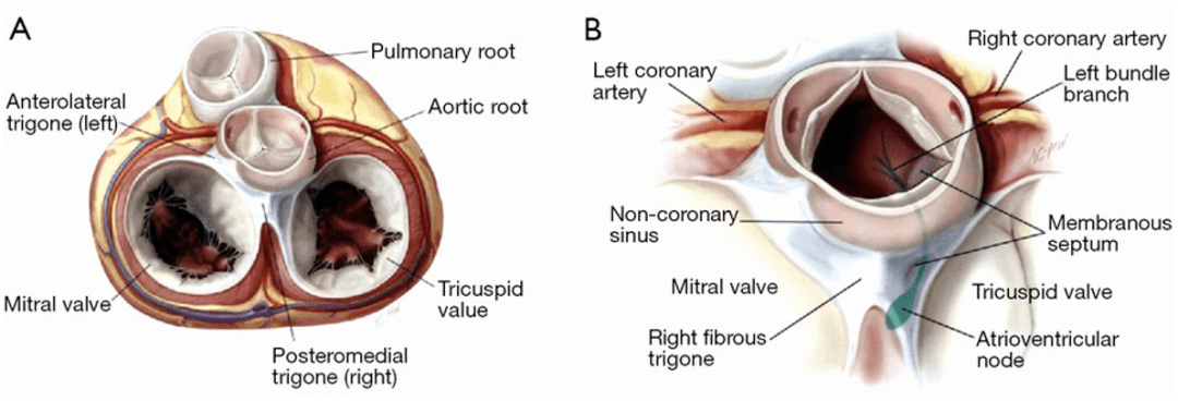 推荐:主动脉根部解剖和主动脉根部扩大技术