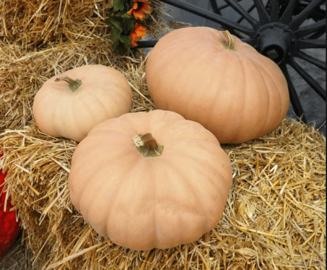 纽约超市/农场南瓜小科普 | pumpkin? squash? 哪种能吃傻傻分不清楚