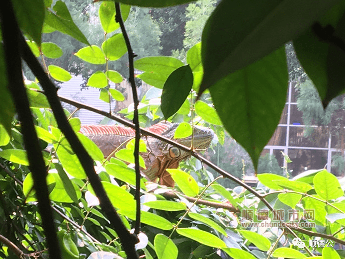 蜥蜴排行_新加坡的巨型蜥蜴先猛后萌,吃饱饱再抱抱