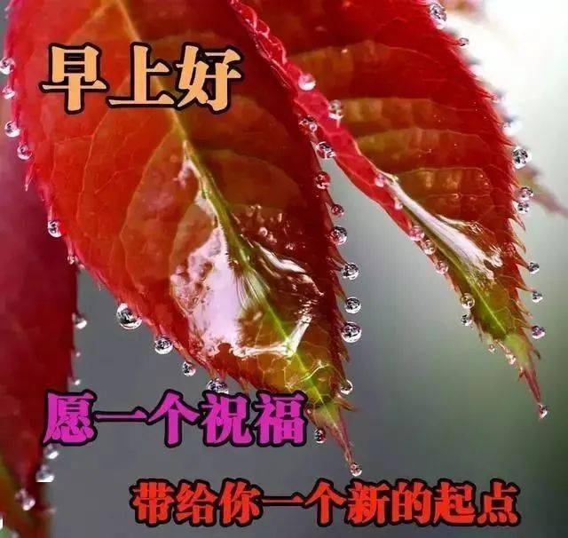 11月7日漂亮的早上好问候动态表情包,新版美女早安问候祝福语录