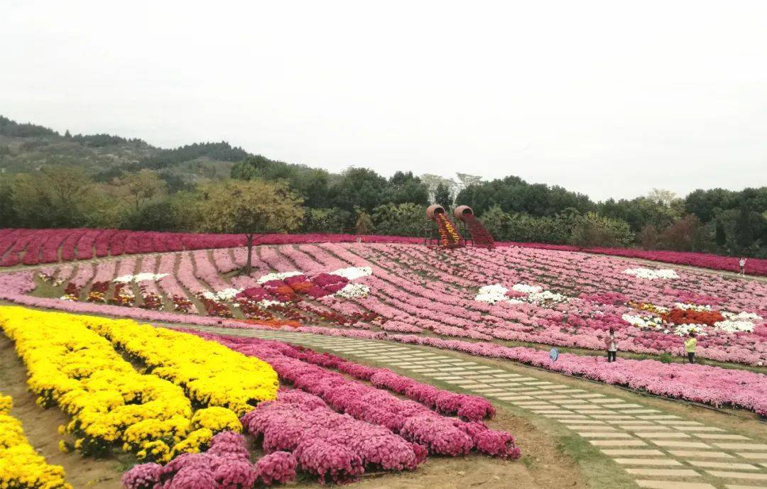 蚌埠禾泉农庄:300种菊花激情绽放花开成海