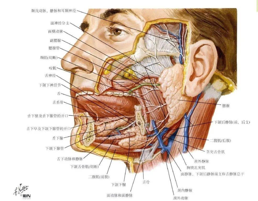 下颌骨下缘与胸锁乳突肌上份前缘之间的区域,包括颊区,腮腺咬肌区和面