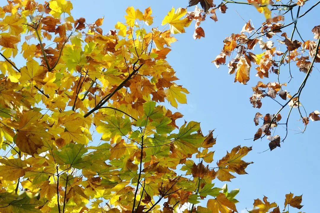 道路两旁茂盛的梧桐树 一旦到了秋天,梧桐叶由绿变黄 黄绿交织的梧桐