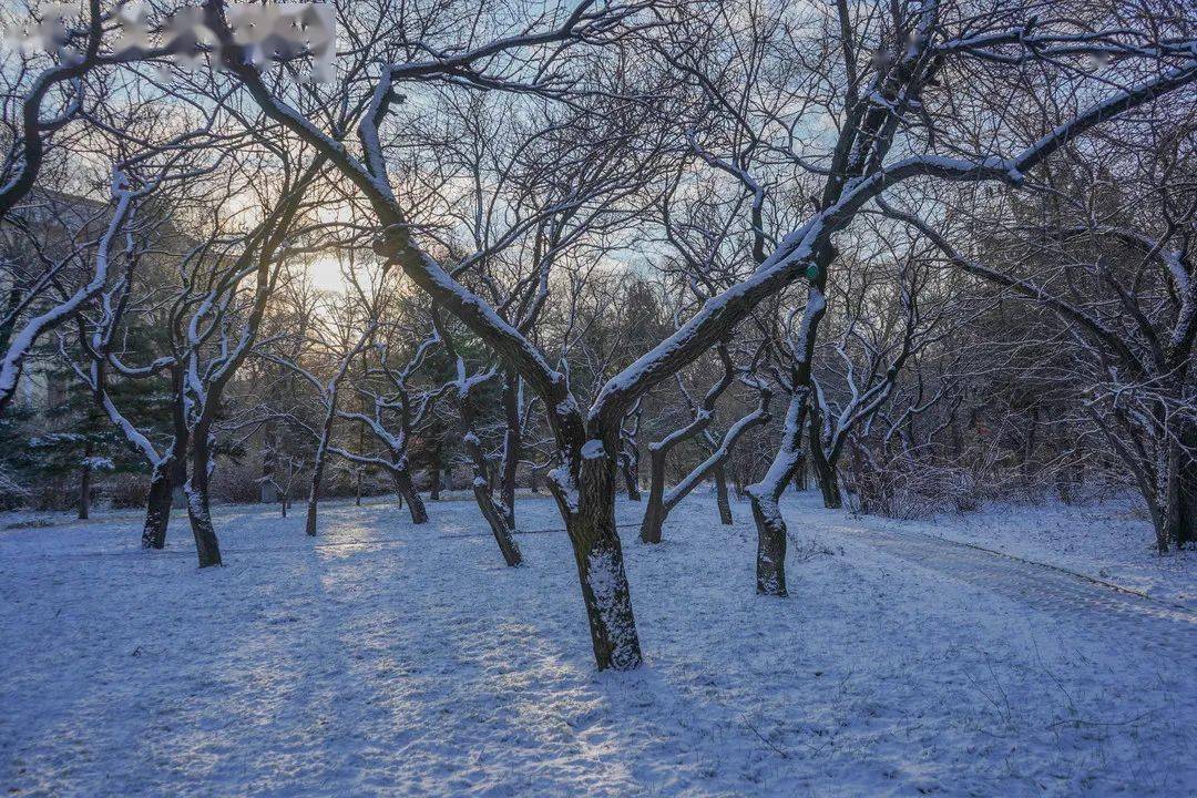 光影|初雪记｜光影斜斜，落雪迟迟