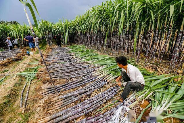 广西糖协发布食糖行业自律公约:稳定甘蔗收购市场