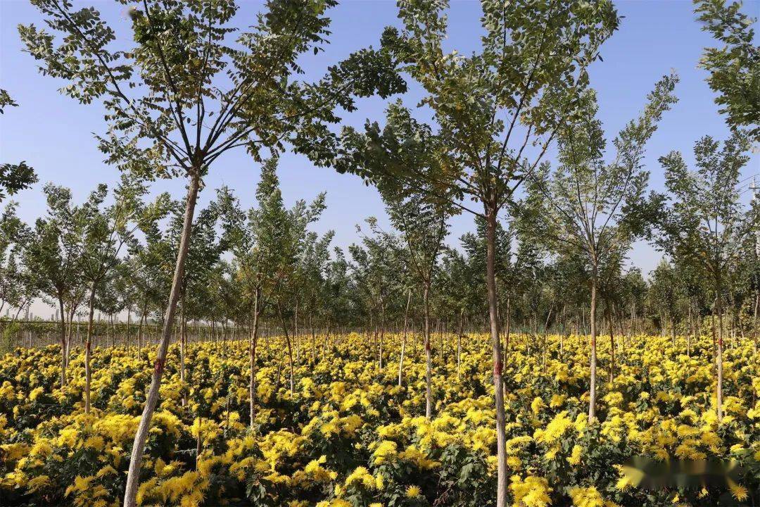 林下种花林下种药平原示范区走出林下致富新路子