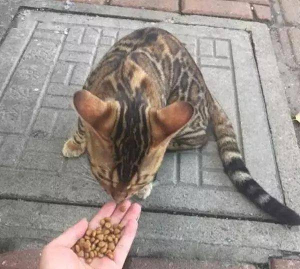 女子看中奇纹猫咪,花高价买回家中,朋友说它就是农村常见的野猫,女子