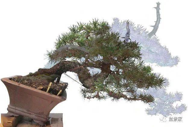 松树盆景造型制作 e1262a5fbab24fc9b1c589a6a022d77d.jpeg