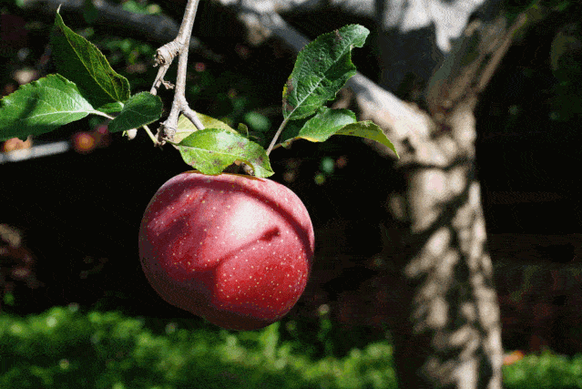 33ea080e225a4785aee211b828eee134.gif