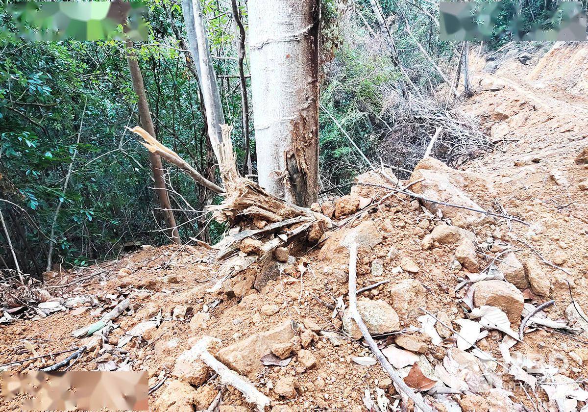 被告|农夫山泉武夷山“毁林取水”被告始末：环保组织年初提告 项目施工未停