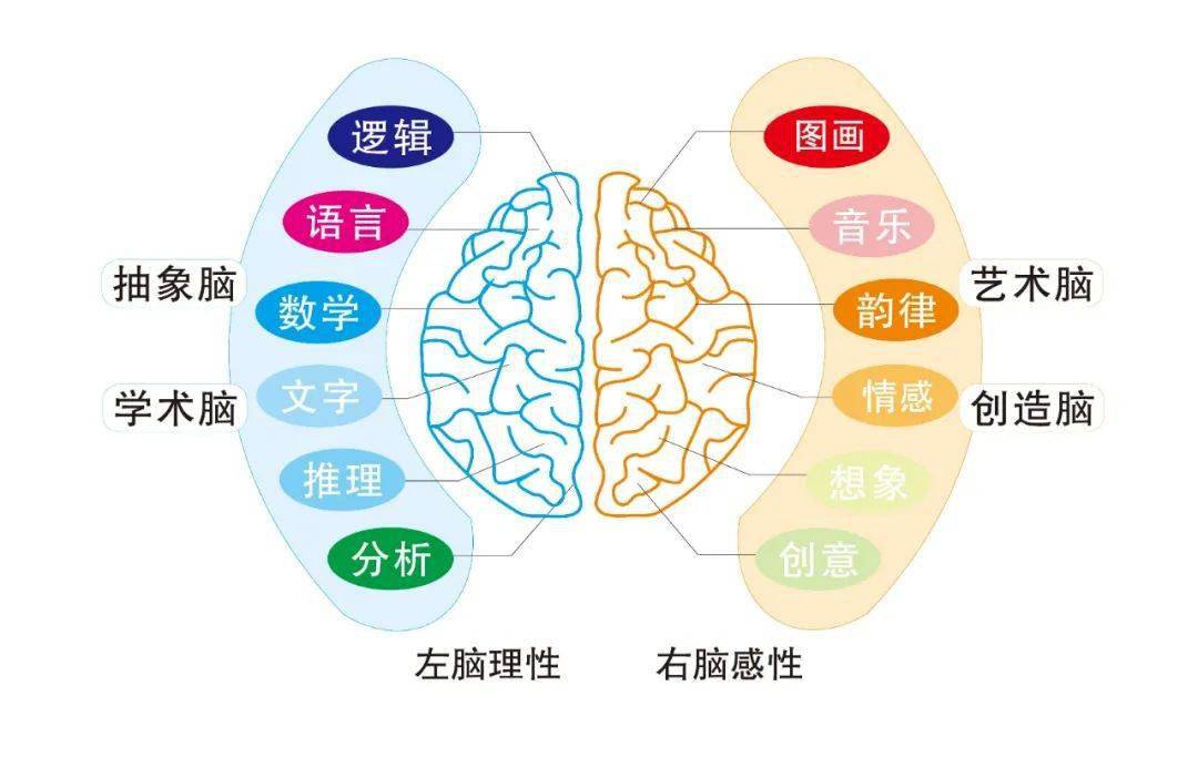 怎么能更好的培养右脑 c471771711a744259272c22066b1c6a7.jpeg