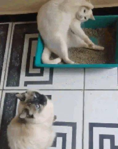 减肥不拉大便怎样快速拉 fb4131220da64a2b8df09d52503b8c4f.jpeg