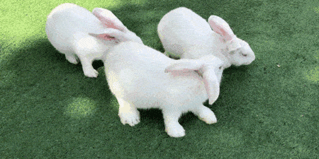 它们已经在这里生活了好几代了 软萌可爱,抱起来