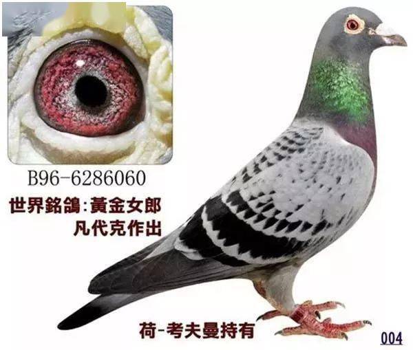 考夫曼的十羽超级鸽欣赏!